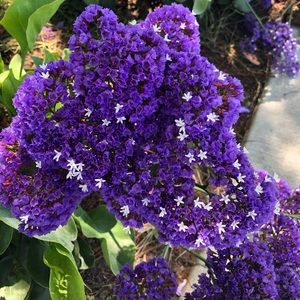 Meet your Posher, Lyra